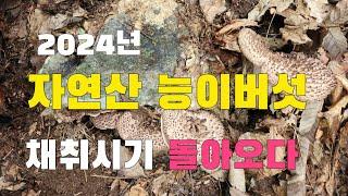 자연산능이버섯   고지대 에서 능이버섯이 올라오기 시작되다!!!!  산행 2024년 9월9일 발견