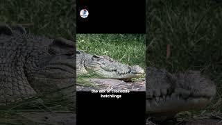 10 Jaw Dropping Facts About Crocodiles  AHR Secrete Facts#facts #animals #crocodile#amazing#wildlife