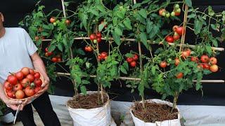 The easiest way | grow tomatoes in bags for many fruits