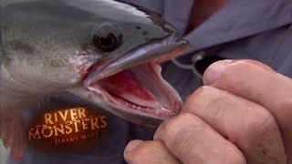 Giant Snakehead Attacks Humans | SNAKEHEAD | River Monsters