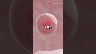 Induced Pluripotent Stem Cells #stemcells #biology #science