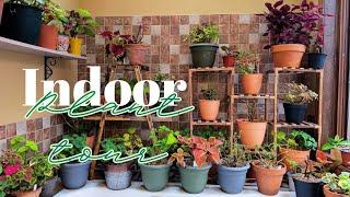 November Indoor Plant Tour: Thriving Overwintered Beauties! ️ Plus New Houseplants