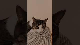 Sleepy Cat Archer