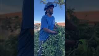Lumberjack Jake’s Tree Service