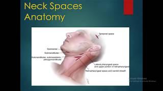 ENT lecture 4th year 26-3-2020 Anatomy of Neck spaces