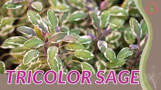 Everything About  TRICOLOR SAGE in 1 Minute (History, Growing, Nutrition, Companion Planting!)