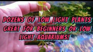 30 Of The Best Aquarium Stem Plants  - Low / Medium Light + Low Tech. Great Basic Introduction List