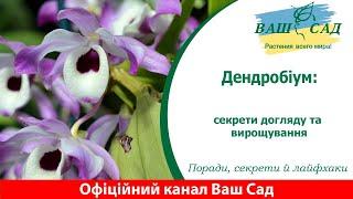 Дендробіум: секрети догляду та вирощування. Ваш сад