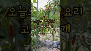 텃밭에서 딴 재료로 요리하는 재미 #시골생활 #텃밭 #고추장찌개 #전원주택 #마당있는집