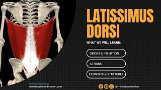 The Latissimus Dorsi: Anatomy and function