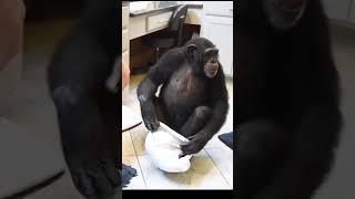 Gentle Chimpanzee #shorts #viral #scstravels