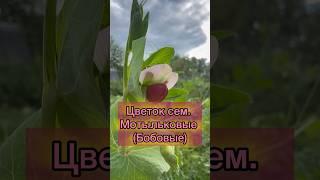 Цветок бобовых (мотыльковых)#огэ_биология #егэ_биология #егэ_2025 #ботаника_егэ #ботаника_огэ