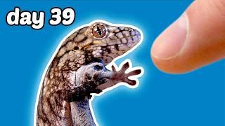 Making Friends with a Baby Lizard in 39 Days