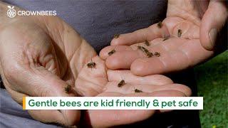 The ABC's of Raising Solitary, Cavity-Nesting Mason and Leafcutter Bees