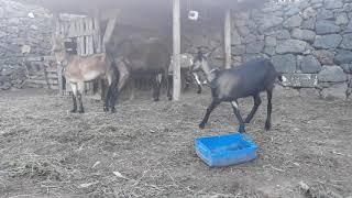 Cabras alpinas arrifes 2019