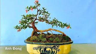 Cách làm được cây Hồng Ngọc Mai bonsai nhanh nhất