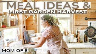 Homestead Cooking From Scratch | First Harvest