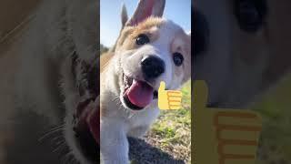 Animal Part #cute #cat #dog #shortsviral #funny #animals #ytshorts #youtubeshort @WORLDTECHWINDOW