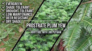 Prostrate Japanese Plum Yew / Perfect Groundcover