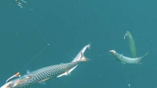 Mackerel : Catching and Giving Away