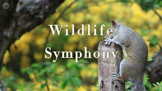 Wildlife Symphony : Music Makes Mind Haven