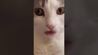 When YouTube shorts bless you