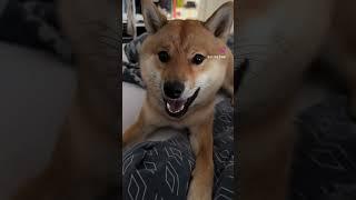 What are you saying? #shibalife #cute #puppy #shibe #shibadaily #pets #shiba #shibaaddict #animals