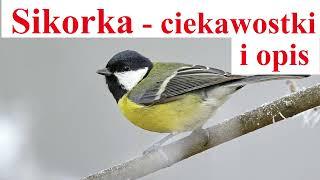 Sikorka - ciekawostki i opis