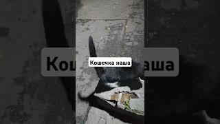 Дворовая наша кошечка!