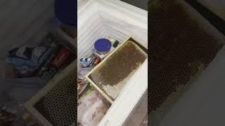 Dealing With Wax Moths