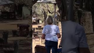 Moment of disarray as leopard sprints through picnic site in Kruger National Park