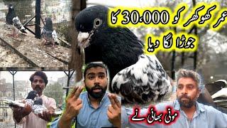 UMAR KHOKHAR KO 30,000 KA TEDDY JORA LGA DIYA || POLA G PIGEON CLUB