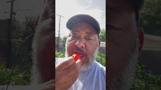 Eating Tomato From Tiny Urban Farm #tomatoes