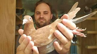 Rare Coloured Racing Pigeons - Breeding Update