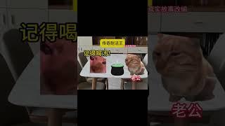 #猫meme小剧场 #猫meme #猫meme搞笑剧情 #猫meme剧场