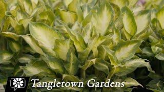 Tangletown Gardens