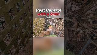 Squirrel Sleep Over Party (Pest Control)