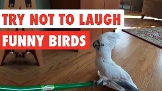 Try Not To Laugh | Funny Birds Video Compilation