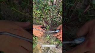 Uprooting purslane #farming #satisfying