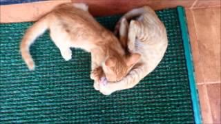 Kitty Party