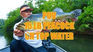 Full fight, POV 15lb peacock on the topwater Berkley J-Walker