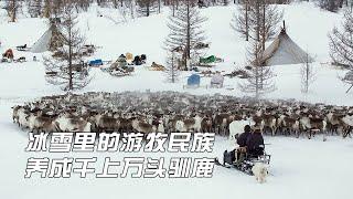 冰天雪地里的游牧民族，养了成千上万头驯鹿，过着自给自足的生活