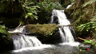 Hawaii Tropical Botanical Garden