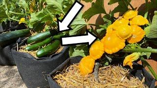 Growing Summer Squash with so many fruits, from Seed in Containers or growbags (Patty Pan Squash)