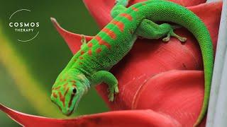 Amazing Facts About Geckos | A Short Documentary | Wildlife