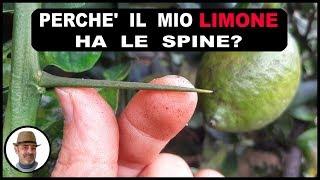 Perchè il limone ha le spine, quali sono le cause