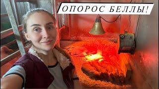 ОПОРОС, которого Я ТАК БОЯЛАСЬ. Сколько же поросят?