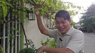 UBUS NA AYAW MAGPAHINGA SA PAGBUNGA #garden #farming #urbangardening