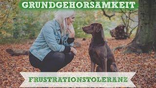 Frustrationstoleranz beim Hund ... Impulskontrolle