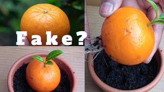 Unique technique of growing orange tree from orange,.. Busted